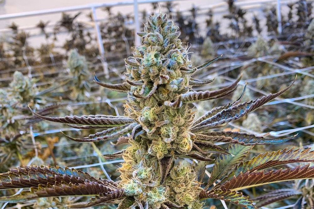 Cake Crasher strain