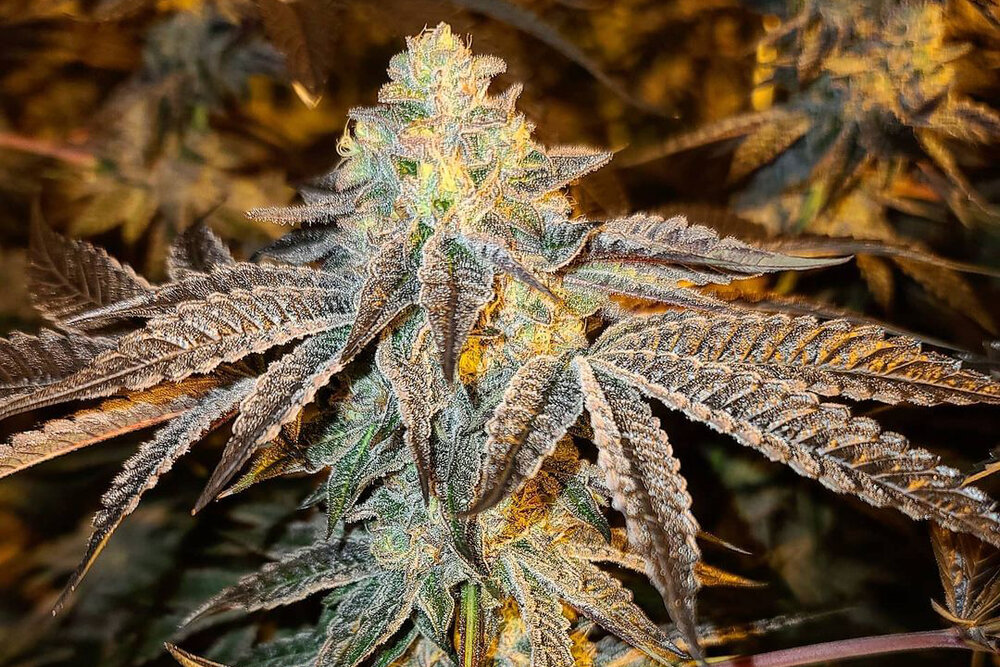 Cement Shoes strain