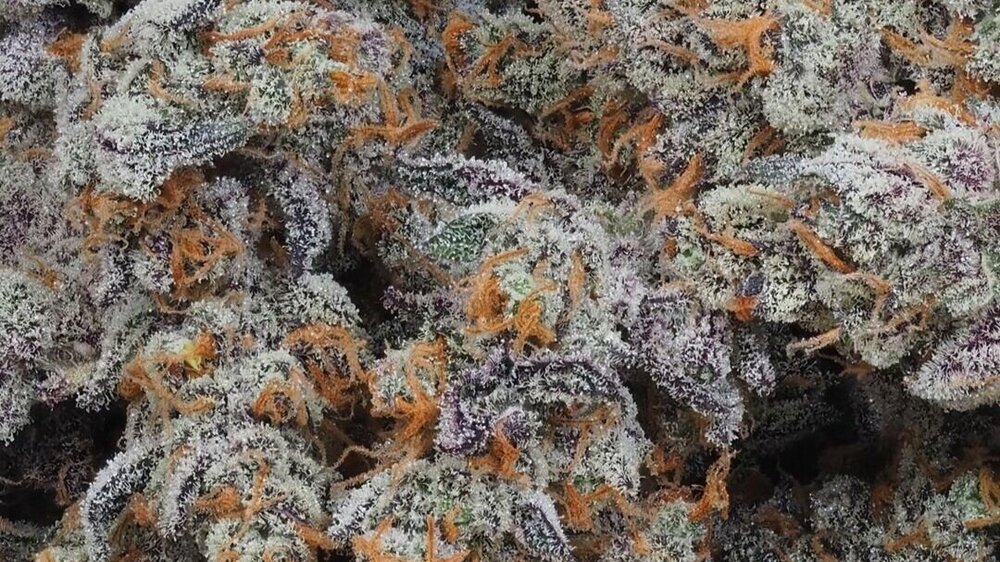 Cookies Strains Available in Tacoma