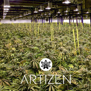 Artizen cannabis