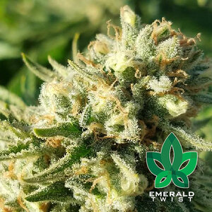 Emerald Twist cannabis