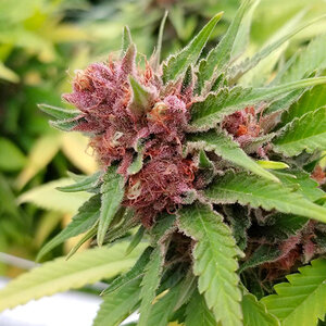 Forbidden Farms cannabis