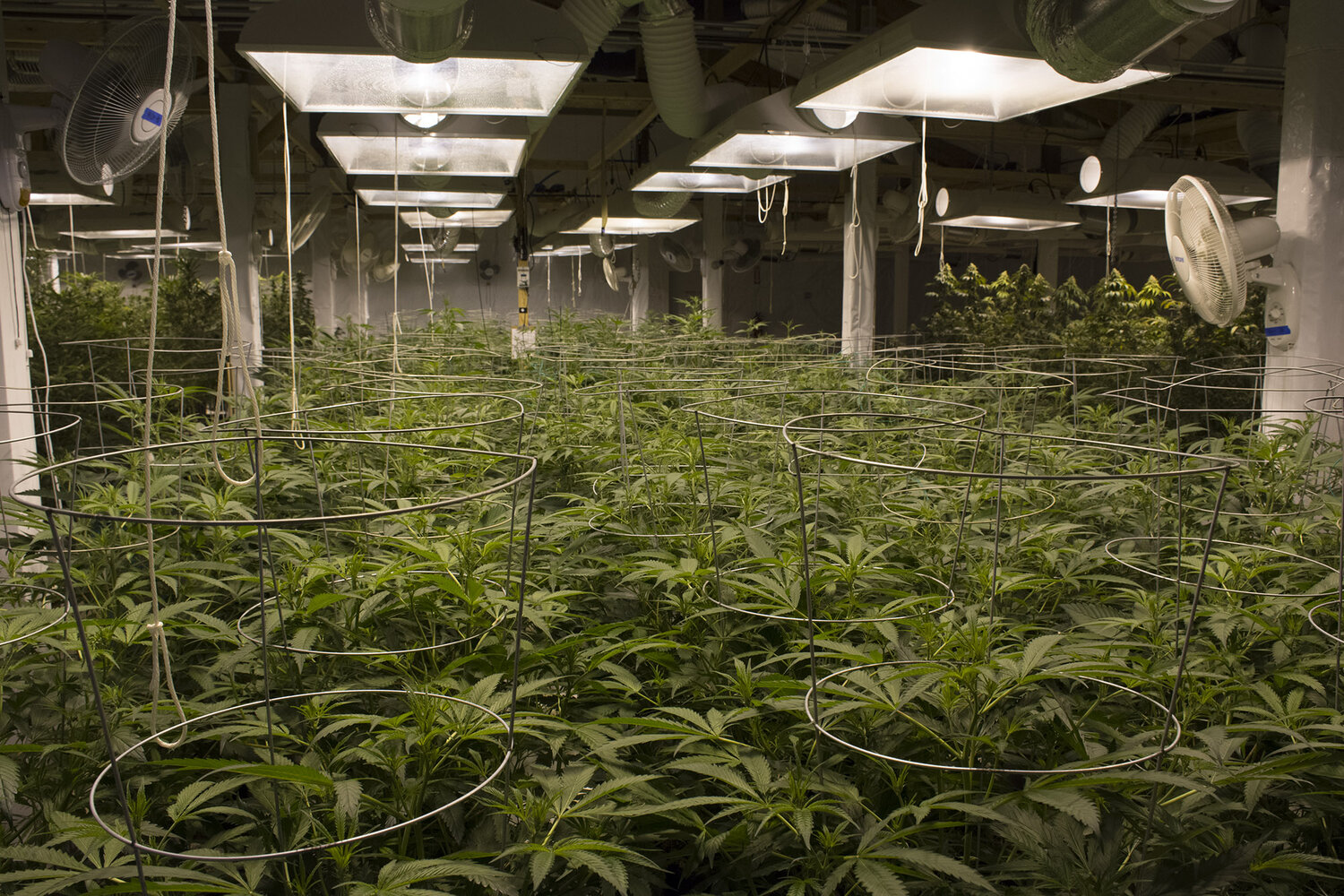 Tacoma And Seattle's Top Cannabis Strains